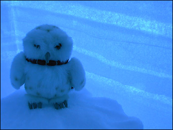 Photograph of glowing blue snow pit